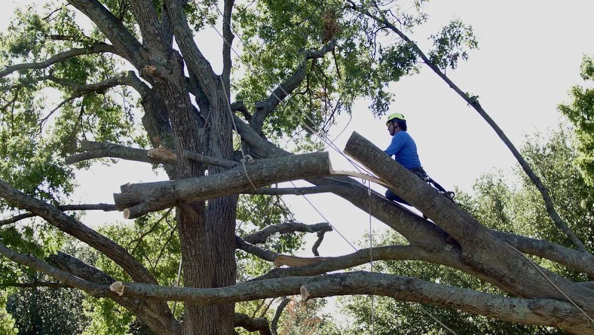 Professional Hazardous Tree Removal performed by certified arborists in Peru
